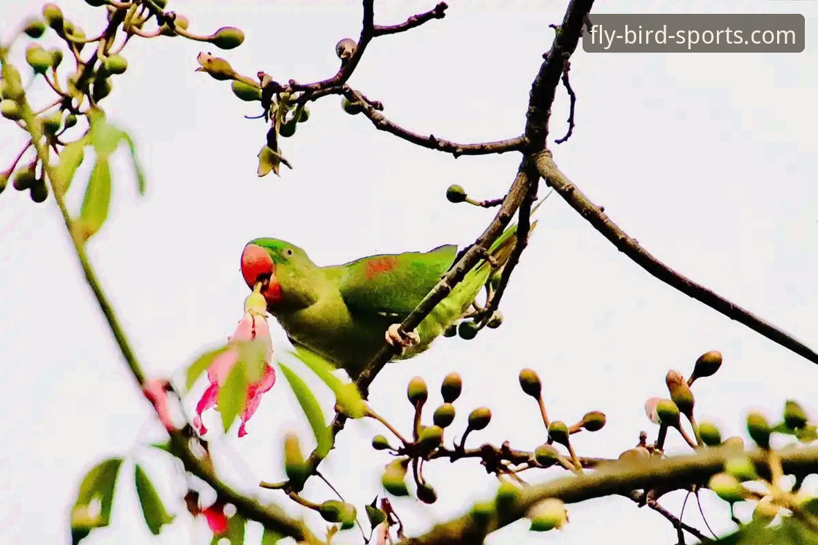 从亚历山大47分加时制胜，看小鸟体育赛事直播的实用价值